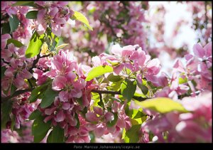 0463-Körsbärsblommor-100k.jpg