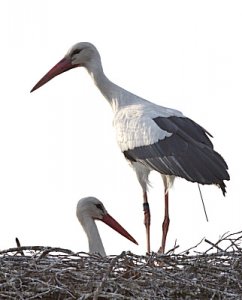 stork1.jpg