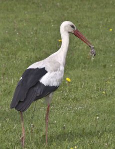 stork2.jpg