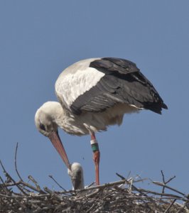 stork3.jpg