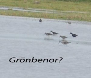 Grönbenor.jpg