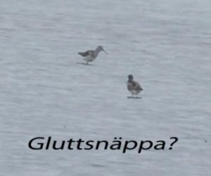 Gluttsnäppa.jpg