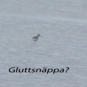 Gluttsnäppa 2.jpg