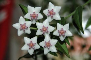 Hoya lanceolata subsp. bella 20090723.jpg