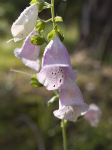 fingerborgsblomma.jpg