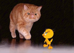 tweety.jpg