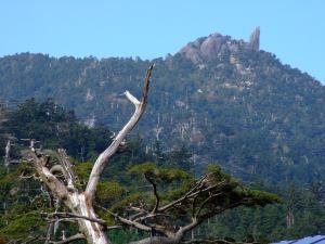 yakushima.jpg