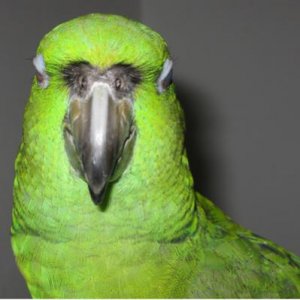 Green Parrot.jpg