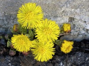 tussilago.jpg